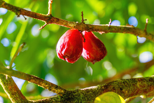 Close-up of Ohi'a 'ai (Hawaii Mountain Apples or Syzygium malaccense) 