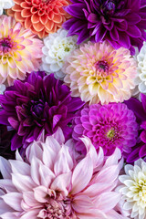 Purple flowers flat lay. Dahlia blooms background. Colorful dahlia flowers close up. Floral flat lay background.