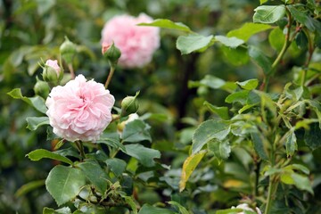 pink roses, bush, lots of flowers