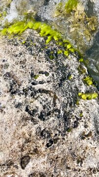 Stones rocks corals turquoise green blue water on beach