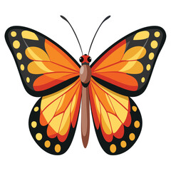 butterfly on white background