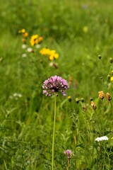 flowers in the meadow