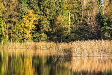Reed bed by a forest lake in autumn