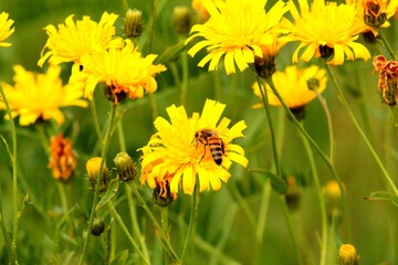a bee collecting honey on yellow flowers in a meadow