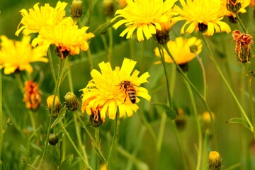 a bee collecting honey on yellow flowers in a meadow