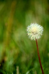 dandelion against the background of green grass, meadow