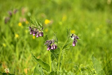 butterfly on a flower