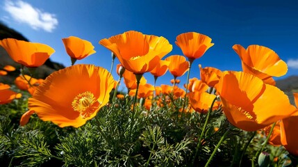 Obraz premium Hillside covered in bright orange California poppies