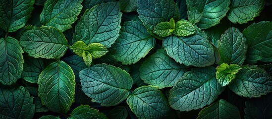Close-up View of Lush Green Mint Leaves