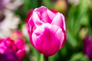 Pink spring flowers tulips. Spring background for Easter or Valentines Day. Beautiful bouquet of tulips in spring with blurred background. Bright purple color of blossom tulips. Violet Spring flower.
