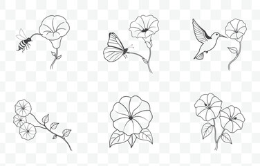 Print Morning Glory Flower Line Art Vector Set with Detailed Botanical Illustrations for Elegant Floral Designs