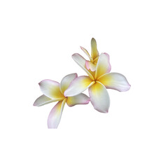 frangipani flower