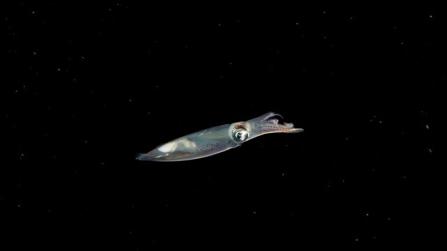 Single Inshore Squid (Doryteuthis sp.) swimming in the blackwater