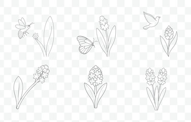 Print Hyacinth Flower Line Art Vector Set with Detailed Botanical Illustrations of Hyacinth Blooms and Leaves