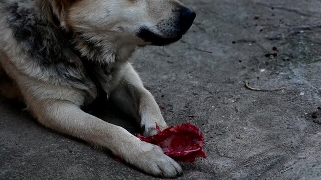 Dog eating raw bloody bones