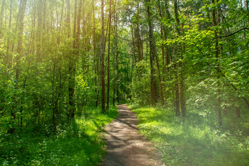 A narrow, well-trodden path in a wild forest. Place for hiking. Empty background on the theme of holidays and weekends in nature.