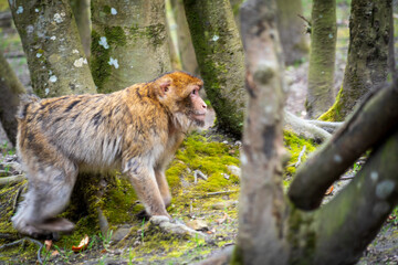 The Affenberg Salem, Monkey Animal Protection park in Salem, Baden-Württemberg, Germany