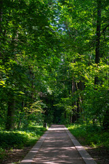 A empty narrow path in the park between tall trees. Summer route for healthy walks in nature.