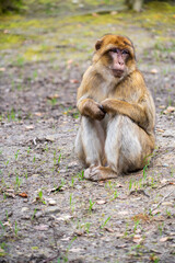 The Affenberg Salem, Monkey Animal Protection park in Salem, Baden-Württemberg, Germany