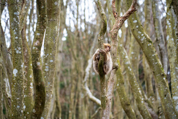 The Affenberg Salem, Monkey Animal Protection park in Salem, Baden-Württemberg, Germany