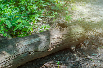 A tree broken by a storm lies in the forest. A fallen trunk on the ground in the countryside. Area damaged by bad weather.