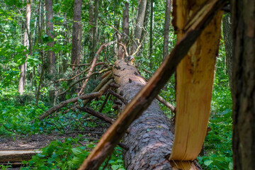 A tree broken by a storm lies in the forest. A fallen trunk on the ground in the countryside. Area damaged by bad weather.