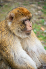 Obraz premium The Affenberg Salem, Monkey Animal Protection park in Salem, Baden-Württemberg, Germany