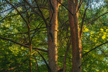 Pine trees in the forest in the bright orange light of the sun.