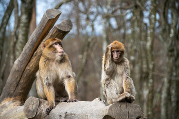 The Affenberg Salem, Monkey Animal Protection park in Salem, Baden-Württemberg, Germany