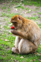 The Affenberg Salem, Monkey Animal Protection park in Salem, Baden-Württemberg, Germany