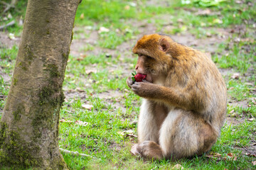 The Affenberg Salem, Monkey Animal Protection park in Salem, Baden-Württemberg, Germany