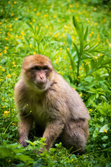 The Affenberg Salem, Monkey Animal Protection park in Salem, Baden-Württemberg, Germany