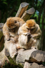 The Affenberg Salem, Monkey Animal Protection park in Salem, Baden-Württemberg, Germany