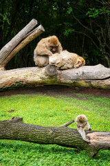 The Affenberg Salem, Monkey Animal Protection park in Salem, Baden-Württemberg, Germany
