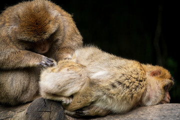 The Affenberg Salem, Monkey Animal Protection park in Salem, Baden-Württemberg, Germany