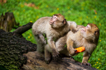 The Affenberg Salem, Monkey Animal Protection park in Salem, Baden-Württemberg, Germany