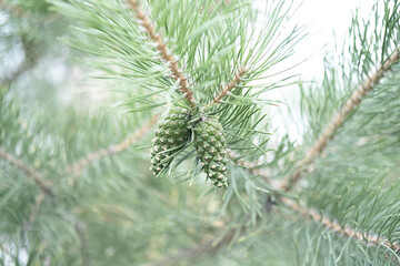 Close up of green pine cones on branch with pine needles.