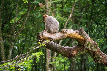 The Affenberg Salem, Monkey Animal Protection park in Salem, Baden-Württemberg, Germany