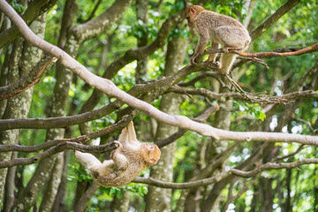 The Affenberg Salem, Monkey Animal Protection park in Salem, Baden-Württemberg, Germany
