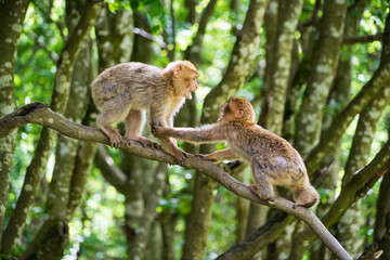 The Affenberg Salem, Monkey Animal Protection park in Salem, Baden-Württemberg, Germany