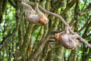 The Affenberg Salem, Monkey Animal Protection park in Salem, Baden-W&uuml;rttemberg, Germany