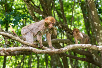 The Affenberg Salem, Monkey Animal Protection park in Salem, Baden-Württemberg, Germany