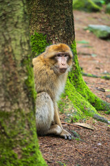 The Affenberg Salem, Monkey Animal Protection park in Salem, Baden-Württemberg, Germany