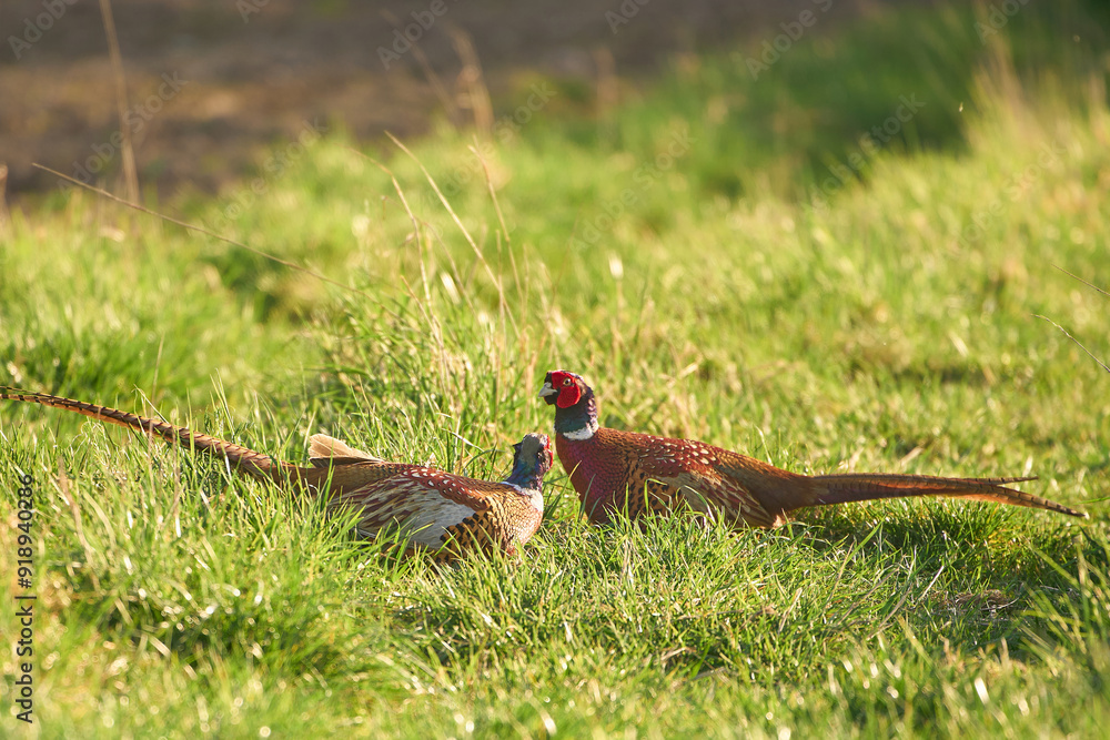 Wall mural Male pheasants in green field during sunny weather