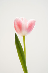 Elegant close-up of a delicate pink tulip with soft petals against a light background. The simple composition with green leaves, serene and graceful floral scene. Pastel tones and minimalist style