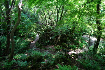 spring pathway through mossy rocks and old trees