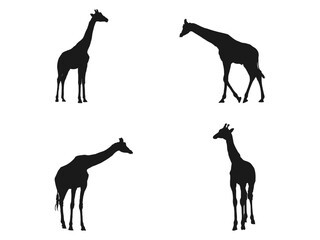Simple design of silhouette of giraffe collection set. wild giraffe silhouette icon design. giraffe silhouette black and white icon. vector silhouette illustration isolated on white background.