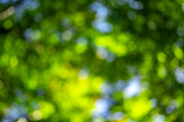 Fototapeta premium Summer background of green. Blurred abstract summer background. Natural green leaves using as cover page greenery environment ecology background. Green blur for flyers, poster, cover, banner.