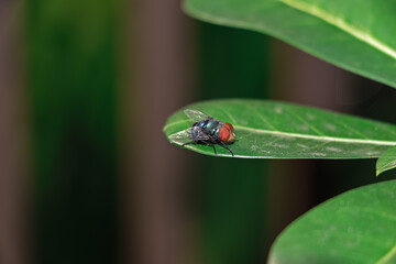 A large fly with its large maroon eyes and bluish green body perched on a green leaf, photographed from close range