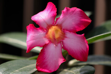 A close up photo of a pink and white adenium flower crown, small hairs are visible attached to the...